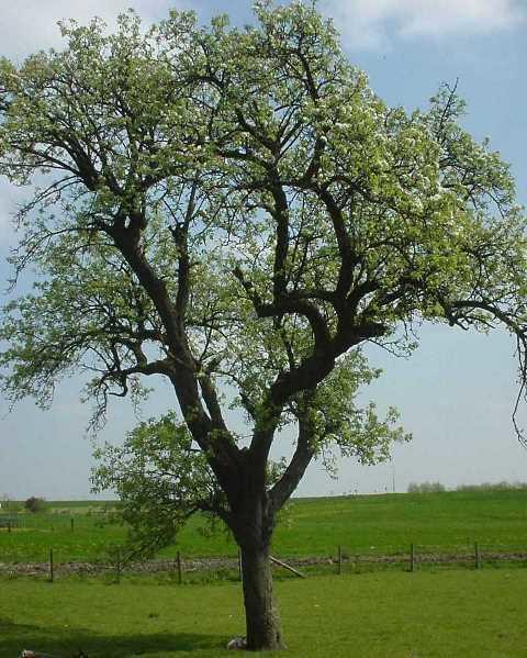 Boerderij De Zalm Bed & Breakfast Schalkwijk ภายนอก รูปภาพ
